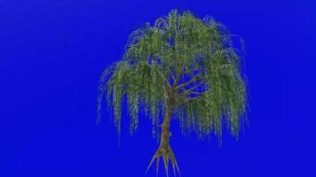 boom animatie lus - wilg boom, huilen wilg, Babylon wilg - salix babylonica - groen scherm chroma sleutel - v1 - 1a video