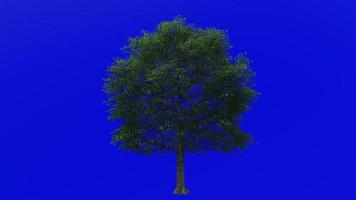 arbre animation boucle - l'eau chêne, Pointé chêne, canard chêne, punk chêne, Orange chêne, opossum chêne - quercus nigra - vert écran chrominance clé - moyen - 1a - été printemps video