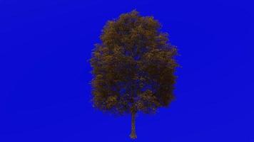 Tree animation loop - water oak, spotted oak, duck oak, punk oak, orange oak, possum oak - quercus nigra - green screen chroma key - medium - 2a - autumn fall video