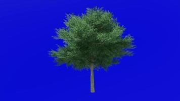 träd animering slinga - possuhaw träd, äng järnek, possumhaw, lövfällande järnek, träsk järnek - ilex decidua - grön skärm krom nyckel - grön - 2a video