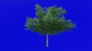 arbre animation boucle - possuhaw arbre, Prairie houx, possumhaw, à feuilles caduques houx, marais houx - chêne vert caduque - vert écran chrominance clé - vert - 2c video