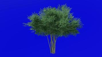 Tree animation loop - possuhaw tree, meadow holly, possumhaw, deciduous holly, swamp holly - ilex decidua - green screen chroma key - green - 1a video