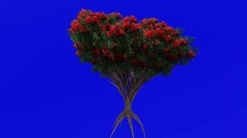 Tree flower animation loop - northern rata - metrosideros robusta - green screen chroma key - 1a video