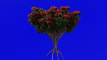 Tree flower animation loop - northern rata - metrosideros robusta - green screen chroma key - 1b video