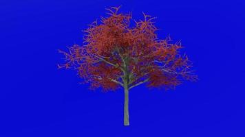 Tree animation loop - possuhaw tree, meadow holly, possumhaw, deciduous holly, swamp holly - ilex decidua - green screen chroma key - red - 2c video