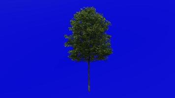 árvore animação ciclo - campo bordo árvore, cerca bordo, cachorro carvalho - acer campestre - verde tela croma chave - pequeno - 2a - verão Primavera video