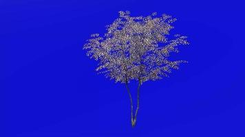 arbre animation boucle - champ érable arbre, haie érable, chien chêne - Acer camper - vert écran chrominance clé - petit - 3a - hiver neige video