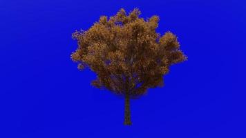 árvore animação ciclo - campo bordo árvore, cerca bordo, cachorro carvalho - acer campestre - verde tela croma chave - v3 - grande - 1a - outono outono video
