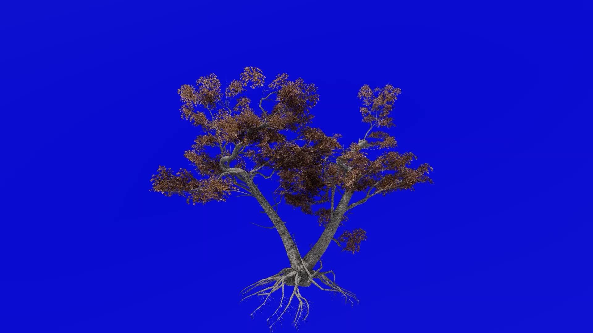 Tree animation loop japanese maple hero palmate maple smooth
