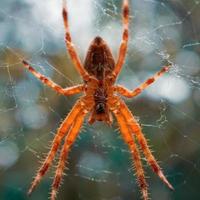 araña en el araña web esperando a cazar foto