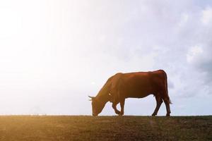 cow silhouette in the meadow with sunset background photo