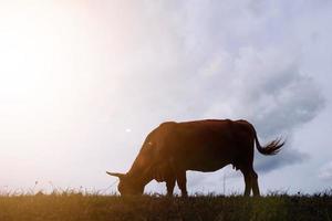 vaca silueta en el prado con puesta de sol antecedentes foto