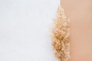 Eco texture background from dry ear of grass on plaster and beige cardboard. Pastel shades. Copy space photo