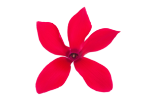 Red flower isolated on a transparent background png