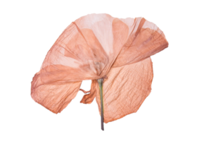 Orange dried flower isolated on a transparent background png