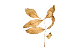 Dried leaves isolated on a transparent background png