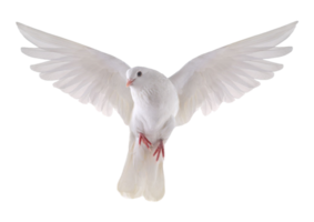 White pigeon isolated on a transparent background png