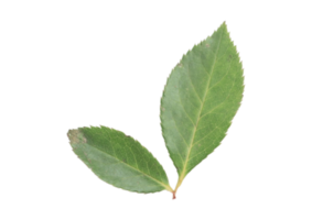 Flower leaves isolated on a transparent background png