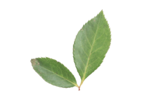 fleur feuilles isolé sur une transparent Contexte png