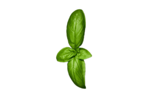 Condiments fresh basil isolated on a transparent background png