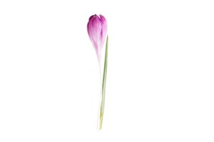 Rosa flor isolado em uma transparente fundo png
