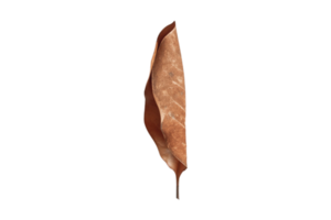 séché feuille isolé sur une transparent Contexte png