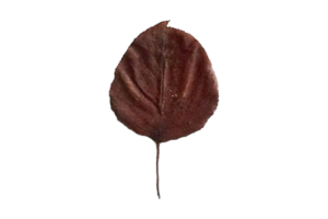 brun torkades blad isolerat på en transparent bakgrund png