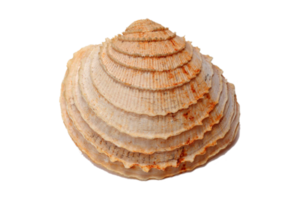 Brown sea shell isolated on a transparent background png