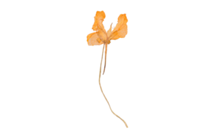 Yellow dried flower isolated on a transparent background png