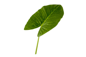 verde hoja planta aislado en un transparente antecedentes png