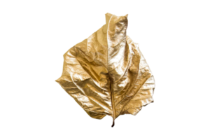 Golden leaf isolated on a transparent background png