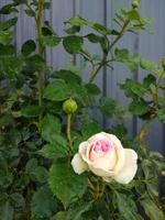 Vertical pink rose with water droplets  backdrop design template photo