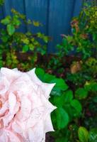 Vertical pink rose with water droplets  backdrop design template photo