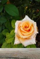 wooden table backdrop yellow rose vertical photo