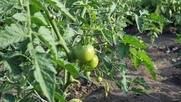 Green tomatoes in a field on a bush on a sunny day. video