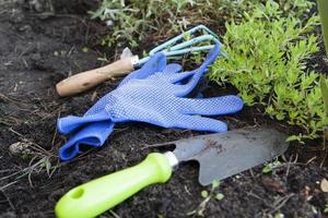 garden tools on the ground near succulents photo
