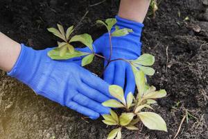 hembra manos en guantes prensa el suelo a el raíces de un peonía planta de semillero. plantando flores en el jardín. jardinería concepto foto