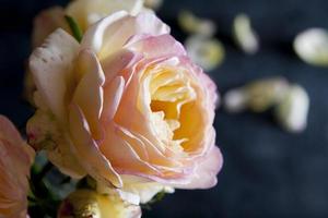 beautiful yellow pink garden rose on a dark blue concrete background photo