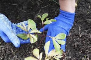 azul guantes en el manos trabajando en el suelo - plantando peonías foto