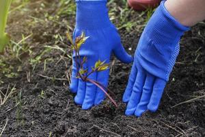 hembra manos en guantes prensa el suelo a el raíces de un peonía planta de semillero. plantando flores en el jardín. jardinería concepto foto