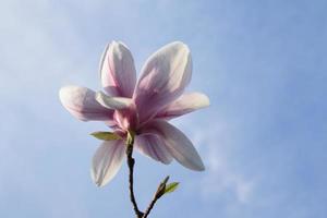 magnolia flor en un antecedentes de azul cielo con soleado primavera ligero foto