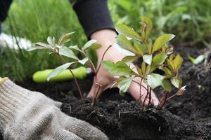 de jardinero manos son comprometido en plantando peonías foto