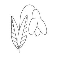 Spring flower, snowdrop. Line art. Vector illustration.