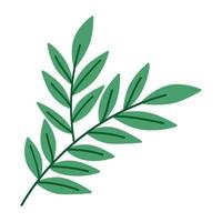 olive branch design vector