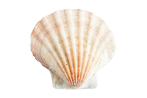 Beige shell isolated on a transparent background png