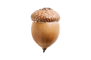 Acorn fruit isolated on a transparent background png