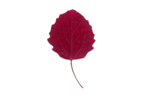 Red leaf tree isolated on a transparent background png