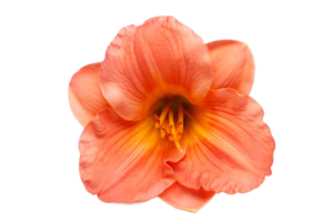 Orange flower isolated on a transparent background png