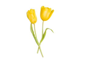 Yellow rose flower isolated on a transparent background png