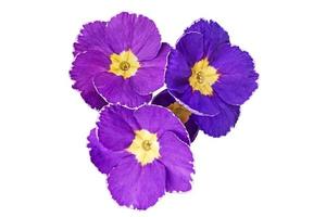 bright spring clipart of purple blue primrose flowers. photo